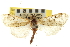  (Loxostege kearfottalis - CNCLEP00106696)  @14 [ ] CreativeCommons - Attribution (2012) CBG Photography Group Centre for Biodiversity Genomics