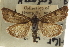  ( - CNCLEP00106704)  @11 [ ] CreativeCommons - Attribution (2012) CBG Photography Group Centre for Biodiversity Genomics