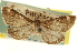  ( - CNCLEP00106776)  @11 [ ] CreativeCommons - Attribution (2013) CBG Photography Group Centre for Biodiversity Genomics
