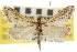  ( - CNCLEP00106782)  @11 [ ] CreativeCommons - Attribution (2013) CBG Photography Group Centre for Biodiversity Genomics