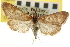  ( - CNCLEP00106783)  @11 [ ] CreativeCommons - Attribution (2013) CBG Photography Group Centre for Biodiversity Genomics