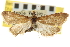  ( - CNCLEP00106784)  @11 [ ] CreativeCommons - Attribution (2012) CBG Photography Group Centre for Biodiversity Genomics