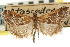  ( - CNCLEP00106786)  @11 [ ] CreativeCommons - Attribution (2012) CBG Photography Group Centre for Biodiversity Genomics