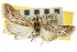  ( - CNCLEP00106789)  @11 [ ] CreativeCommons - Attribution (2012) CBG Photography Group Centre for Biodiversity Genomics