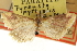  ( - CNCLEP00106799)  @11 [ ] CreativeCommons - Attribution (2012) CBG Photography Group Centre for Biodiversity Genomics