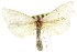  ( - CNCLEP00106866)  @11 [ ] CreativeCommons - Attribution (2012) CBG Photography Group Centre for Biodiversity Genomics