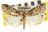  ( - CNCLEP00106964)  @11 [ ] CreativeCommons - Attribution (2012) CBG Photography Group Centre for Biodiversity Genomics
