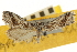  ( - CNCLEP00107038)  @11 [ ] CreativeCommons - Attribution (2013) CBG Photography Group Centre for Biodiversity Genomics