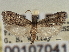  ( - CNCLEP00107041)  @13 [ ] CreativeCommons - Attribution (2013) CBG Photography Group Centre for Biodiversity Genomics