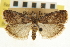  ( - CNCLEP00107054)  @11 [ ] CreativeCommons - Attribution (2013) CBG Photography Group Centre for Biodiversity Genomics