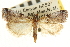  ( - CNCLEP00107061)  @11 [ ] CreativeCommons - Attribution (2013) CBG Photography Group Centre for Biodiversity Genomics