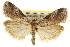  ( - CNCLEP00107062)  @11 [ ] CreativeCommons - Attribution (2013) CBG Photography Group Centre for Biodiversity Genomics
