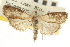 ( - CNCLEP00107076)  @11 [ ] CreativeCommons - Attribution (2013) CBG Photography Group Centre for Biodiversity Genomics