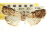  ( - CNCLEP00107077)  @11 [ ] CreativeCommons - Attribution (2013) CBG Photography Group Centre for Biodiversity Genomics