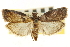  ( - CNCLEP00107083)  @11 [ ] CreativeCommons - Attribution (2013) CBG Photography Group Centre for Biodiversity Genomics