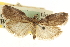  ( - CNCLEP00107084)  @11 [ ] CreativeCommons - Attribution (2013) CBG Photography Group Centre for Biodiversity Genomics