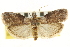  ( - CNCLEP00107085)  @11 [ ] CreativeCommons - Attribution (2013) CBG Photography Group Centre for Biodiversity Genomics