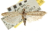  ( - CNCLEP00107134)  @11 [ ] CreativeCommons - Attribution (2013) CBG Photography Group Centre for Biodiversity Genomics