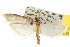 ( - CNCLEP00107141)  @11 [ ] CreativeCommons - Attribution (2013) CBG Photography Group Centre for Biodiversity Genomics