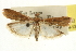  ( - CNCLEP00107152)  @14 [ ] CreativeCommons - Attribution (2013) CBG Photography Group Centre for Biodiversity Genomics
