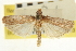  ( - CNCLEP00107155)  @11 [ ] CreativeCommons - Attribution (2013) CBG Photography Group Centre for Biodiversity Genomics
