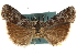  ( - CNCLEP00107192)  @11 [ ] CreativeCommons - Attribution (2013) CBG Photography Group Centre for Biodiversity Genomics