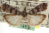  ( - CNCLEP00107239)  @11 [ ] CreativeCommons - Attribution (2013) CBG Photography Group Centre for Biodiversity Genomics