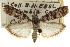  ( - CNCLEP00107242)  @11 [ ] CreativeCommons - Attribution (2013) CBG Photography Group Centre for Biodiversity Genomics