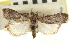 ( - CNCLEP00107324)  @11 [ ] CreativeCommons - Attribution (2013) CBG Photography Group Centre for Biodiversity Genomics
