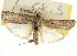  ( - CNCLEP00107325)  @11 [ ] CreativeCommons - Attribution (2013) CBG Photography Group Centre for Biodiversity Genomics