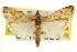  ( - CNCLEP00107326)  @11 [ ] CreativeCommons - Attribution (2013) CBG Photography Group Centre for Biodiversity Genomics