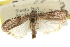  ( - CNCLEP00107327)  @11 [ ] CreativeCommons - Attribution (2013) CBG Photography Group Centre for Biodiversity Genomics