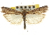  ( - CNCLEP00107372)  @11 [ ] CreativeCommons - Attribution (2013) CBG Photography Group Centre for Biodiversity Genomics