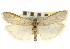  ( - CNCLEP00107378)  @11 [ ] CreativeCommons - Attribution (2013) CBG Photography Group Centre for Biodiversity Genomics