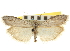  ( - CNCLEP00107379)  @11 [ ] CreativeCommons - Attribution (2013) CBG Photography Group Centre for Biodiversity Genomics