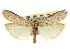  ( - CNCLEP00107380)  @11 [ ] CreativeCommons - Attribution (2013) CBG Photography Group Centre for Biodiversity Genomics