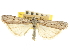  ( - CNCLEP00107381)  @11 [ ] CreativeCommons - Attribution (2013) CBG Photography Group Centre for Biodiversity Genomics