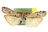  ( - CNCLEP00107384)  @11 [ ] CreativeCommons - Attribution (2013) CBG Photography Group Centre for Biodiversity Genomics