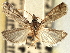 ( - CNCLEP00107391)  @13 [ ] CreativeCommons - Attribution (2013) CBG Photography Group Centre for Biodiversity Genomics