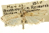  ( - CNCLEP00107409)  @11 [ ] CreativeCommons - Attribution (2013) CBG Photography Group Centre for Biodiversity Genomics