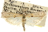  ( - CNCLEP00107411)  @11 [ ] CreativeCommons - Attribution (2013) CBG Photography Group Centre for Biodiversity Genomics