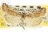  ( - CNCLEP00107415)  @11 [ ] CreativeCommons - Attribution (2013) CBG Photography Group Centre for Biodiversity Genomics