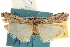  ( - CNCLEP00107442)  @11 [ ] CreativeCommons - Attribution (2013) CBG Photography Group Centre for Biodiversity Genomics
