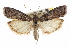  ( - CNCLEP00107486)  @11 [ ] CreativeCommons - Attribution (2013) CBG Photography Group Centre for Biodiversity Genomics