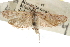  ( - CNCLEP00107501)  @11 [ ] CreativeCommons - Attribution (2013) CBG Photography Group Centre for Biodiversity Genomics