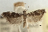  ( - CNCLEP00107502)  @11 [ ] CreativeCommons - Attribution (2013) CBG Photography Group Centre for Biodiversity Genomics