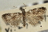  ( - CNCLEP00107505)  @11 [ ] CreativeCommons - Attribution (2013) CBG Photography Group Centre for Biodiversity Genomics