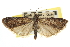  ( - CNCLEP00107508)  @11 [ ] CreativeCommons - Attribution (2013) CBG Photography Group Centre for Biodiversity Genomics