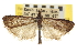  ( - CNCLEP00107511)  @11 [ ] CreativeCommons - Attribution (2013) CBG Photography Group Centre for Biodiversity Genomics