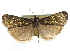  ( - CNCLEP00107534)  @11 [ ] CreativeCommons - Attribution (2013) CBG Photography Group Centre for Biodiversity Genomics